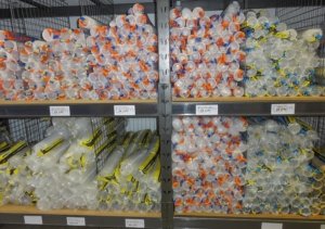 Expositor com divisão para copos descartáveis